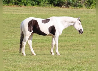 American Paint Horse, Castrone, 9 Anni, Tovero-tutti i colori