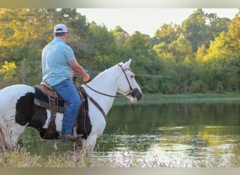 American Paint Horse, Castrone, 9 Anni, Tovero-tutti i colori
