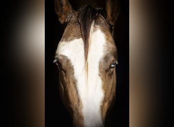 American Paint Horse, Semental, Embrión, 147 cm, Castaño claro