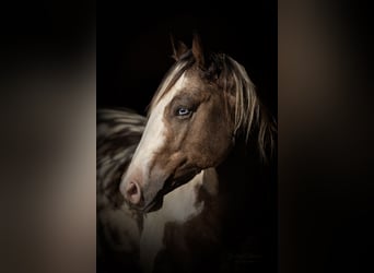 American Paint Horse, Stallone, Embrione, 147 cm, Baio chiaro