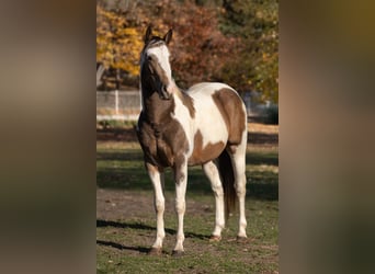 American Paint Horse, Stallone, Embrione, 147 cm, Baio chiaro