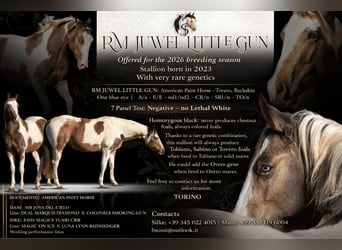 American Paint Horse, Stallion, Embryo, 14.1 hh, Brown-Light