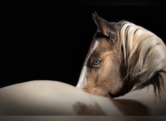 American Paint Horse, Stallion, Embryo, 14,1 hh, Brown-Light