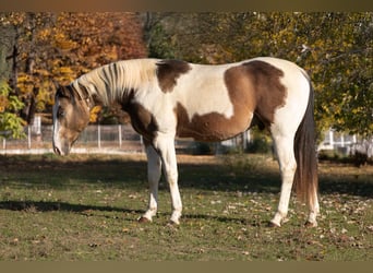 American Paint Horse, Hengst, Embryo, 147 cm, Hellbrauner