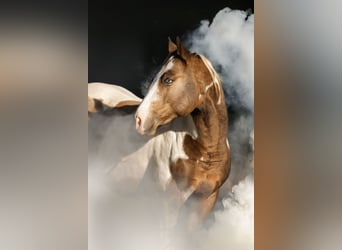 American Paint Horse, Hengst, Embryo, 147 cm, Lichtbruin