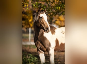 American Paint Horse, Hengst, Embryo, 147 cm, Lichtbruin