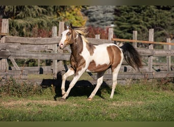 American Paint Horse, Étalon, Embryon, 147 cm, Bai clair