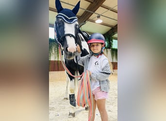 American Paint Horse, Étalon, 10 Ans, 153 cm, Pinto