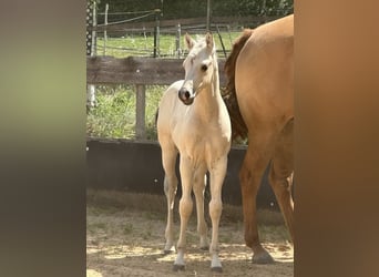 American Paint Horse, Étalon, 1 Année, 145 cm, Buckskin