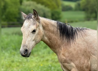 American Paint Horse, Étalon, 1 Année, 147 cm, Buckskin