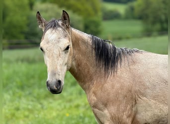 American Paint Horse, Étalon, 1 Année, 147 cm, Buckskin
