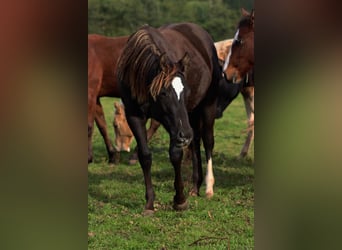 American Paint Horse, Étalon, 1 Année, 148 cm, Noir
