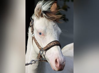 American Paint Horse, Étalon, 1 Année, 150 cm, Overo-toutes couleurs