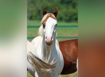 American Paint Horse, Étalon, 1 Année, 150 cm, Overo-toutes couleurs