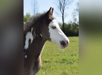 American Paint Horse, Étalon, 1 Année, 150 cm, Overo-toutes couleurs