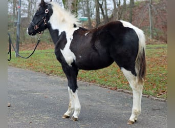 American Paint Horse, Étalon, 1 Année, 150 cm, Tobiano-toutes couleurs