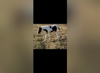 American Paint Horse, Étalon, 1 Année, 150 cm, Tobiano-toutes couleurs