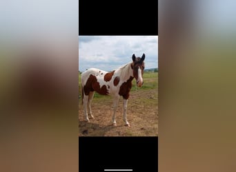 American Paint Horse, Étalon, 1 Année, 150 cm, Tobiano-toutes couleurs