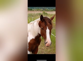 American Paint Horse, Étalon, 1 Année, 150 cm, Tobiano-toutes couleurs