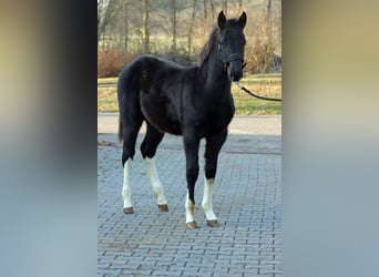 American Paint Horse, Étalon, 1 Année, 152 cm, Tobiano-toutes couleurs