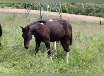 American Paint Horse, Étalon, 1 Année, 152 cm, Tobiano-toutes couleurs