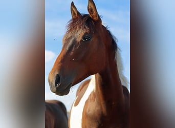 American Paint Horse, Étalon, 1 Année, 152 cm, Tobiano-toutes couleurs