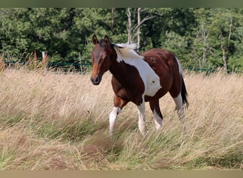 American Paint Horse, Étalon, 1 Année, 152 cm, Tobiano-toutes couleurs