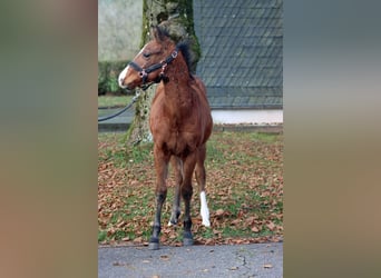 American Paint Horse, Étalon, 1 Année, 153 cm, Bai