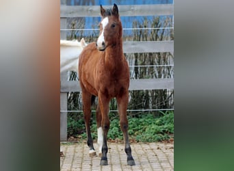 American Paint Horse, Étalon, 1 Année, 153 cm, Bai