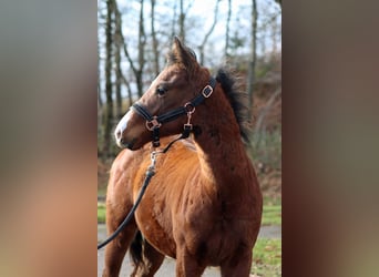 American Paint Horse, Étalon, 1 Année, 153 cm, Bai