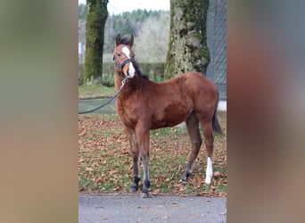 American Paint Horse, Étalon, 1 Année, 153 cm, Bai
