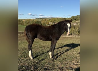 American Paint Horse, Étalon, 1 Année, 153 cm, Noir