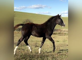 American Paint Horse, Étalon, 1 Année, 153 cm, Noir
