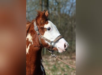 American Paint Horse, Étalon, 1 Année, 153 cm, Overo-toutes couleurs