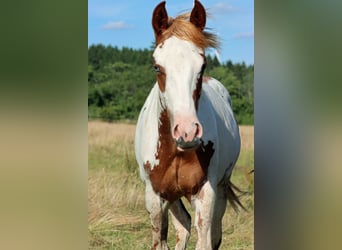 American Paint Horse, Étalon, 1 Année, 153 cm, Overo-toutes couleurs