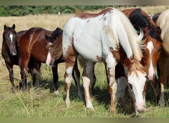 American Paint Horse, Étalon, 1 Année, 153 cm, Overo-toutes couleurs