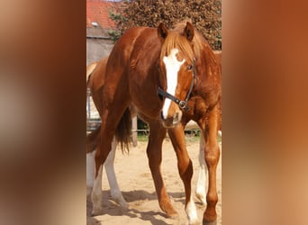 American Paint Horse, Étalon, 1 Année, 155 cm, Alezan brûlé