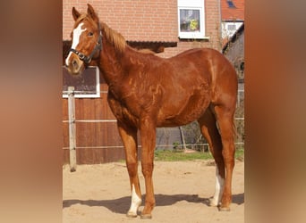 American Paint Horse, Étalon, 1 Année, 155 cm, Alezan brûlé