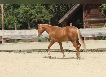 American Paint Horse, Étalon, 1 Année, 155 cm, Alezan