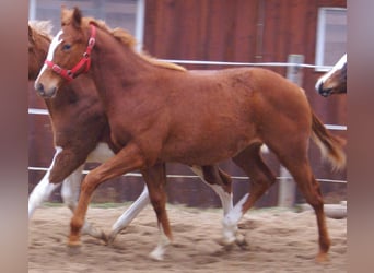 American Paint Horse, Étalon, 1 Année, 155 cm, Alezan
