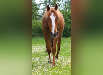 American Paint Horse, Étalon, 1 Année, 155 cm, Alezan