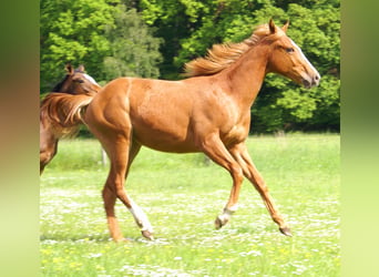 American Paint Horse, Étalon, 1 Année, 155 cm, Alezan