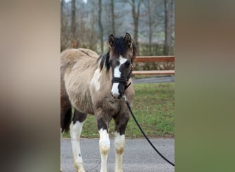 American Paint Horse, Étalon, 1 Année, 155 cm, Grullo