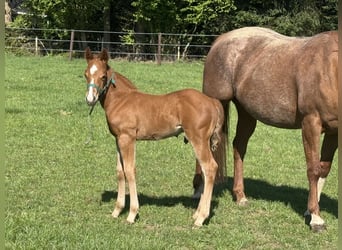 American Paint Horse, Étalon, 1 Année, Alezan