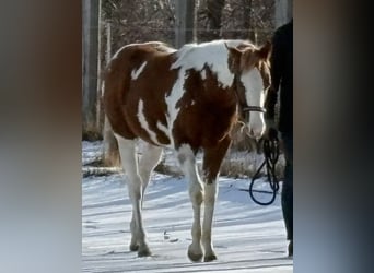 American Paint Horse, Étalon, 1 Année, Tovero-toutes couleurs