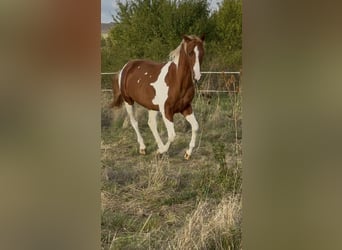 American Paint Horse, Étalon, 2 Ans, 150 cm, Tobiano-toutes couleurs