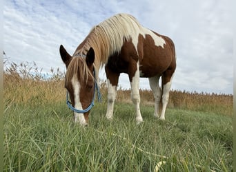 American Paint Horse, Étalon, 2 Ans, 150 cm, Tobiano-toutes couleurs