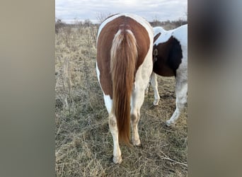 American Paint Horse, Étalon, 2 Ans, 150 cm, Tobiano-toutes couleurs