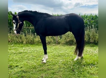 American Paint Horse, Étalon, 4 Ans, 139 cm, Noir