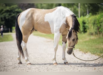 American Paint Horse, Étalon, 4 Ans, 145 cm, Buckskin